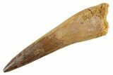 Fossil Spinosaurus Tooth - Real Dinosaur Tooth #347166-1